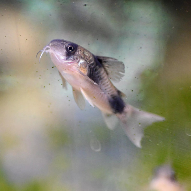 Corydoras Weitzmani