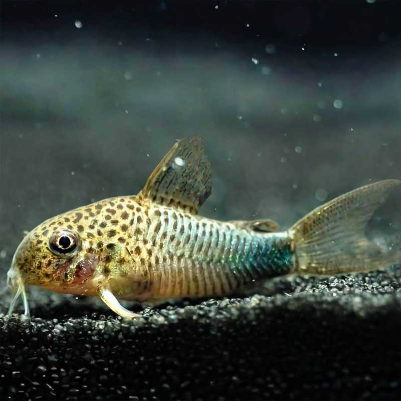 Corydoras similis