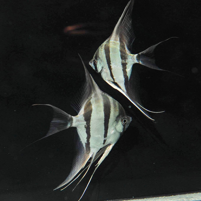 Escalar Rio Nanay 3-3.5cm - Pterophyllum scalare