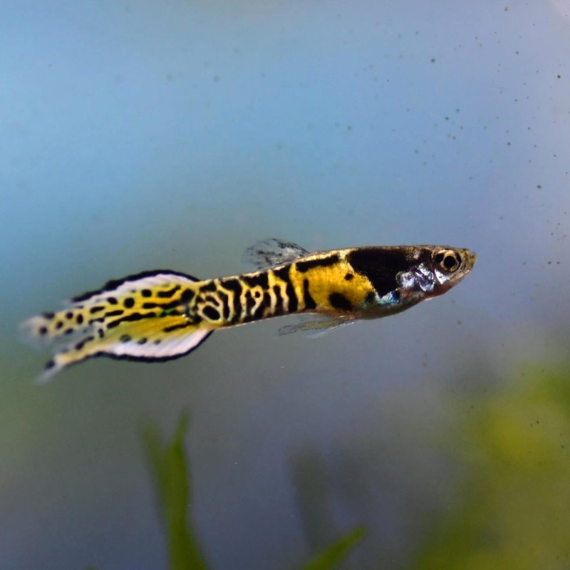 Guppy Endler Tiger M/F - Poecilia wingei