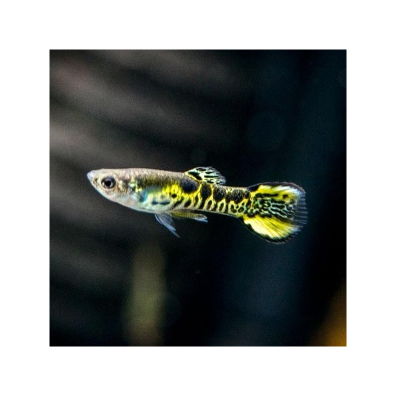 Guppy Endler Tiger M/F - Poecilia wingei