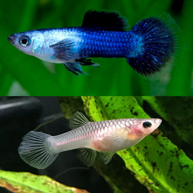 Endler Guppy - Panda