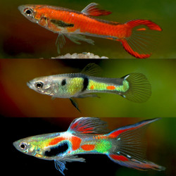 Poecilia wingei - Endler Guppy - Sortido Poecilia wingei - Endler Guppy - Sortido
