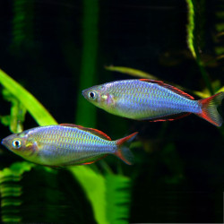 Rainbow Neón Enano - Melanotaenia praecox 3.5-4cm Rainbow Neón Enano - Melanotaenia praecox 3.5-4cm