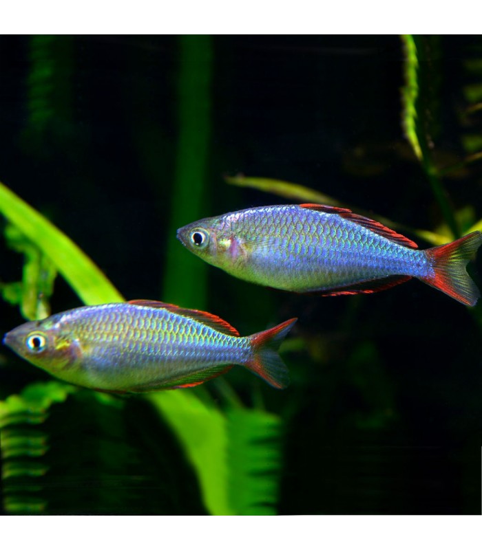 Arco-íris Neon Anão - Melanotaenia praecox 3.5-4cm