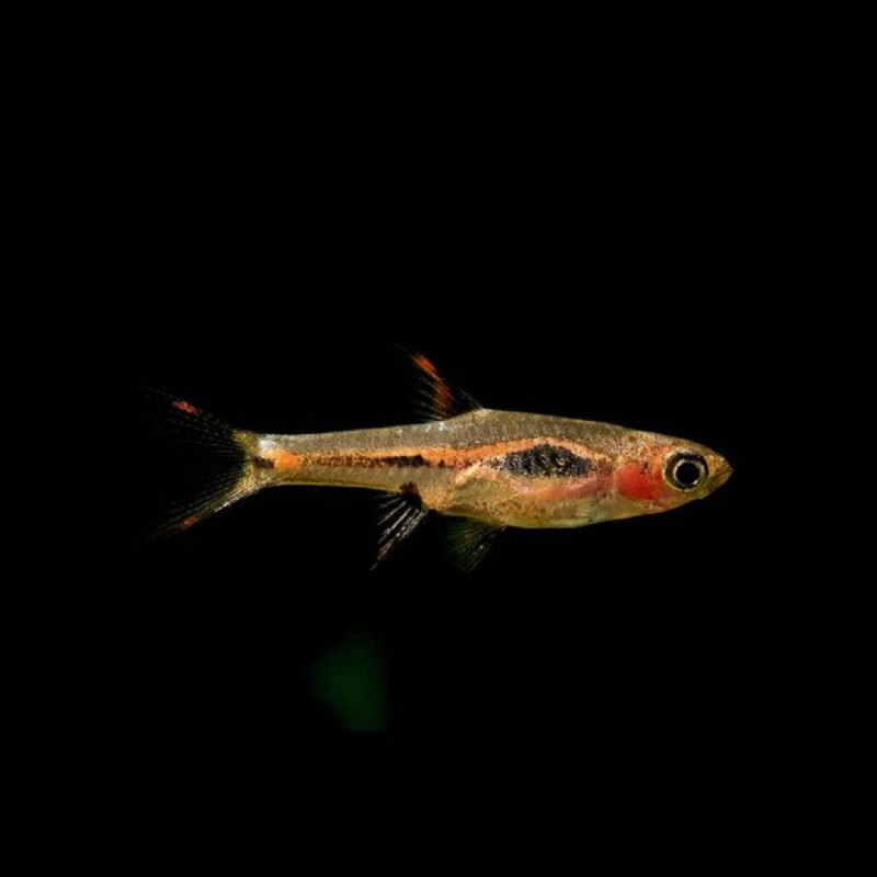 Rasbora merah