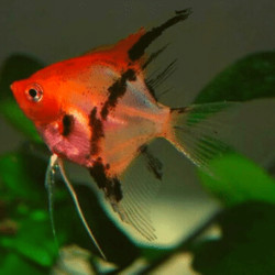 Escalar Koi ( Red Devil ) 3-4 - Pterophyllum scalare Escalar Koi ( Red Devil ) 3-4 - Pterophyllum scalare