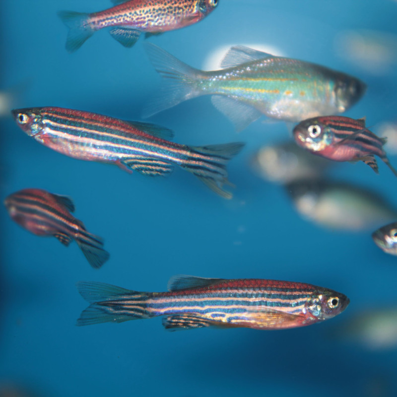 Brachydanio rerio - Danio Zebra