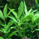 Hygrophila Corymbosa Siamensis