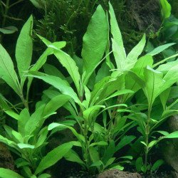 Hygrophila Corymbosa Siamensis Angustifolia