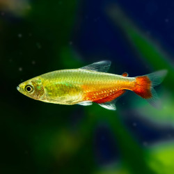 Tetra Green Fire - Aphyocharax rathbuni Tetra Green Fire - Aphyocharax rathbuni