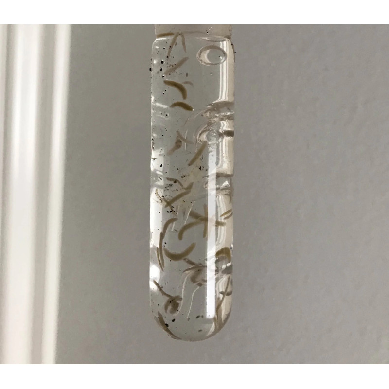 Glass Trap for Planaria Glass Trap for Planaria