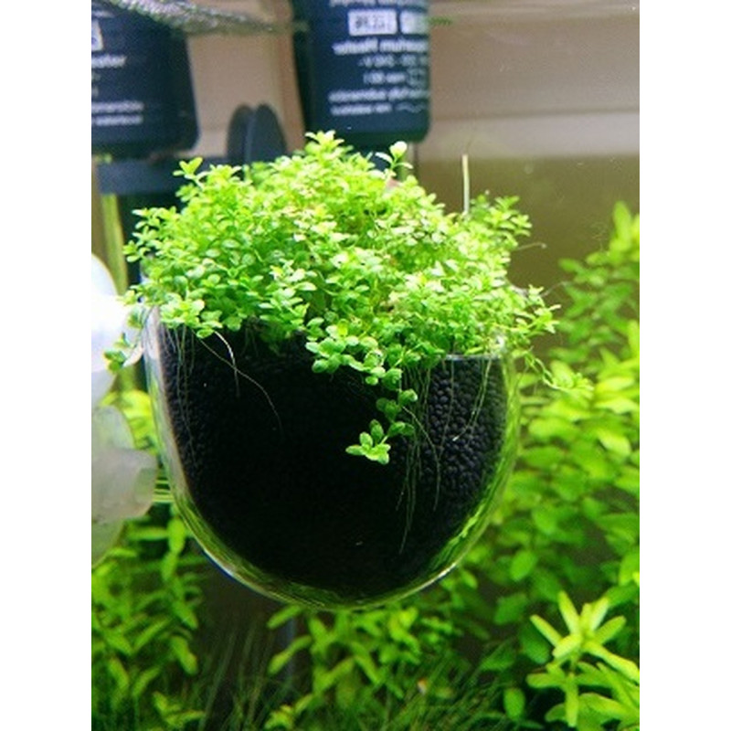 Aquarium Glass Plant Pot