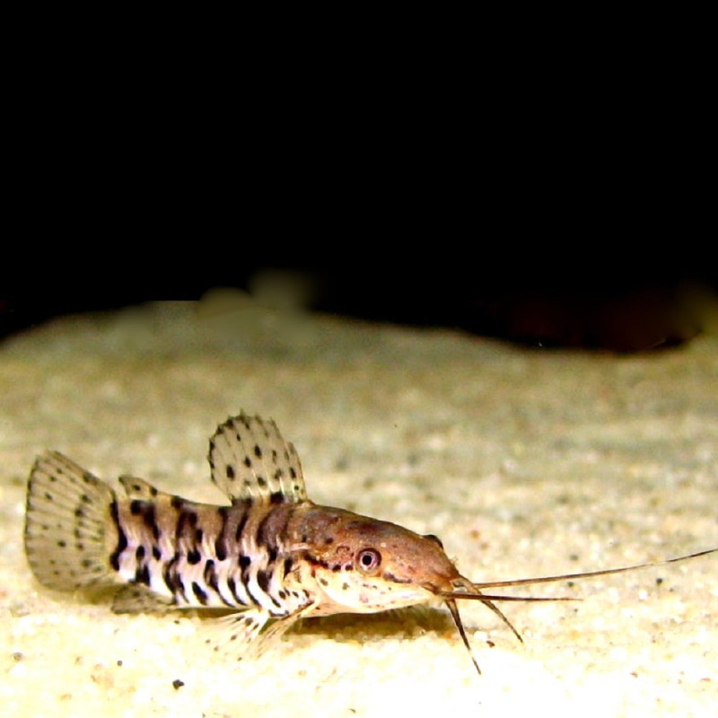 Hoplosternum thoracatum