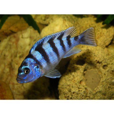 Maylandia lombardoi