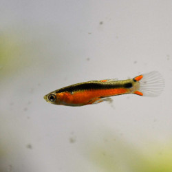 Poecilia wingei - Endler Santa maria (pair) Poecilia wingei - Endler Santa maria (pair)