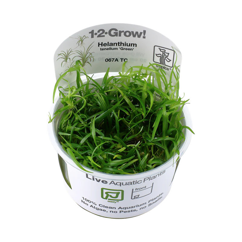 Helanthium tenellum "Green" aka. Echinodorus tenellus 'Green'