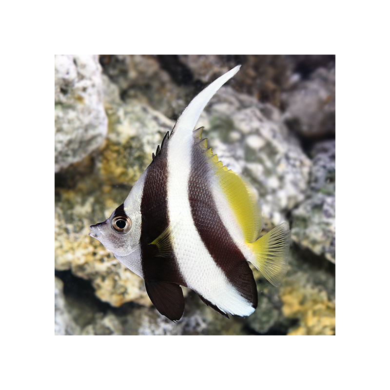 Heniochus Black & White Butterflyfish