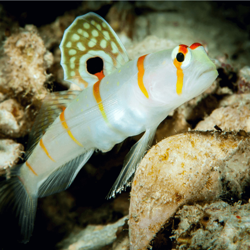 Amblyeleotris randalli - "Orange Stripe Prawn Goby"