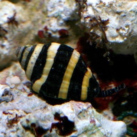 Engina mendicaria - Bumble Bee Snail