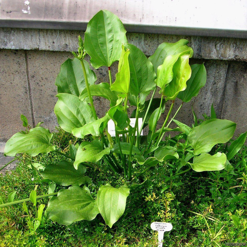 Echinodorus radicans aka macrophyllus - AquaOrinoco