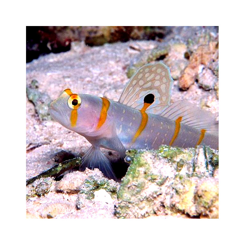 Amblyeleotris randalli - "Orange Stripe Prawn Goby"