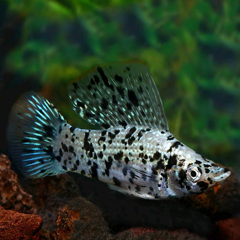 Molly Velifera Surtido - Poecilia velifera