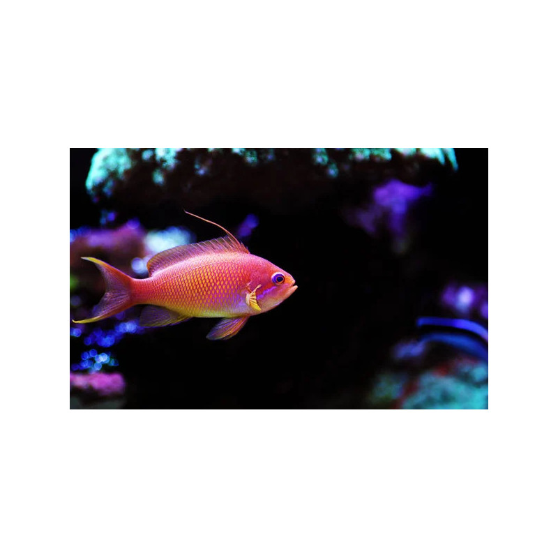 Pseudanthias squamipinnis - Lyretail Anthias