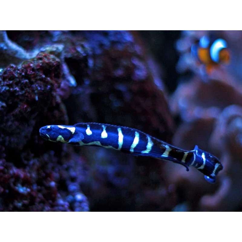 Pholidichthys leucotaenia - Arrow Goby Pholidichthys leucotaenia - Arrow Goby