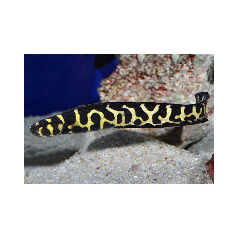 Pholidichthys leucotaenia - Arrow Goby Pholidichthys leucotaenia - Arrow Goby
