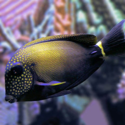 Acanthurus maculiceps - Freckle Face Tang Acanthurus maculiceps - Freckle Face Tang