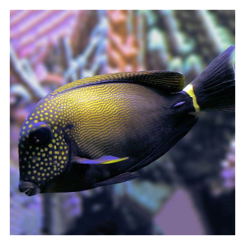 Acanthurus maculiceps - Freckle Face Tang