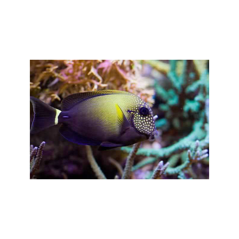 Acanthurus maculiceps - Freckle Face Tang