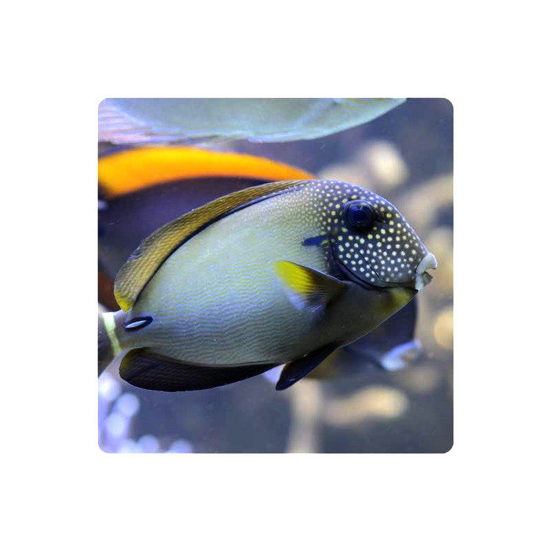Acanthurus maculiceps - Freckle Face Tang