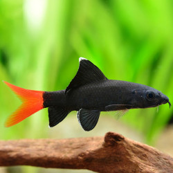 Epalzeorhynchos bicolor - Labeo Bicolor Epalzeorhynchos bicolor - Labeo Bicolor