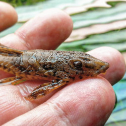 Rineloricaria filamentosa Rineloricaria filamentosa