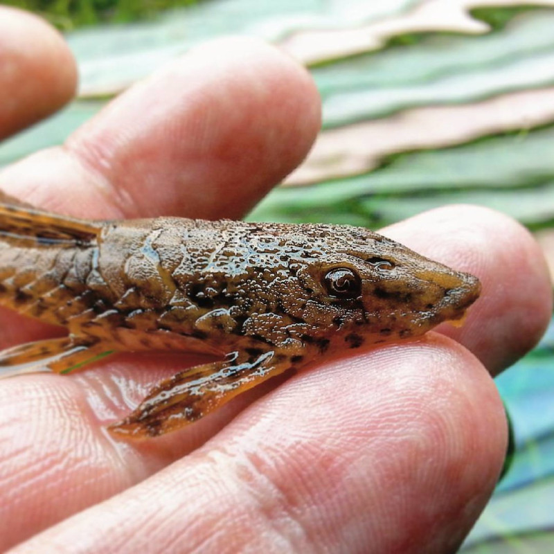 Rineloricaria filamentosa