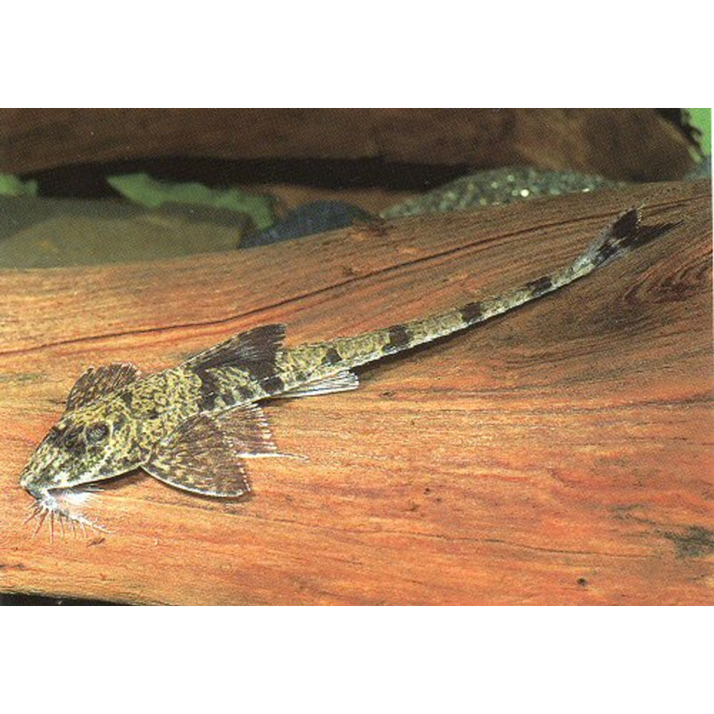 Rineloricaria filamentosa