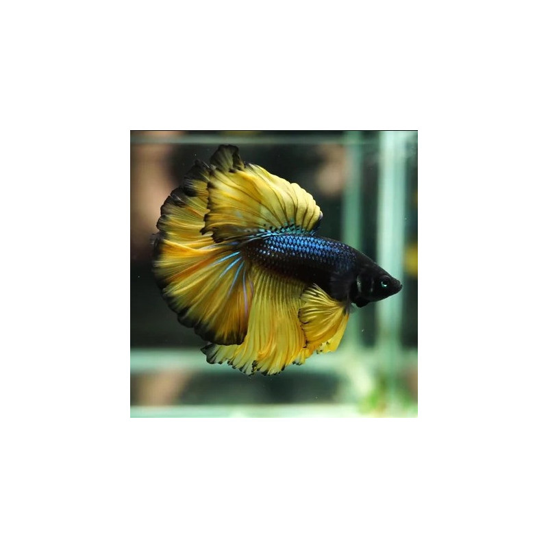 Betta splendens Halfmoon Mustard Gas Macho AquaOrinoco
