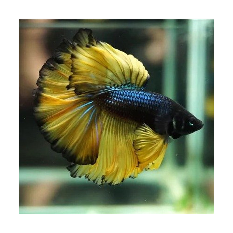 Betta splendens Halfmoon Mustars Gas Male - AquaOrinoco