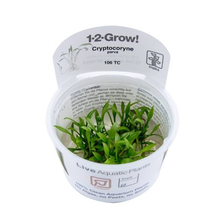 Cryptocoryne parva in vitro