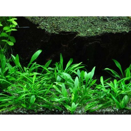 Cryptocoryne parva in vitro