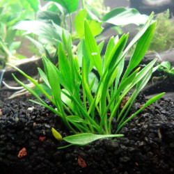 Cryptocoryne parva in vitro Cryptocoryne parva in vitro