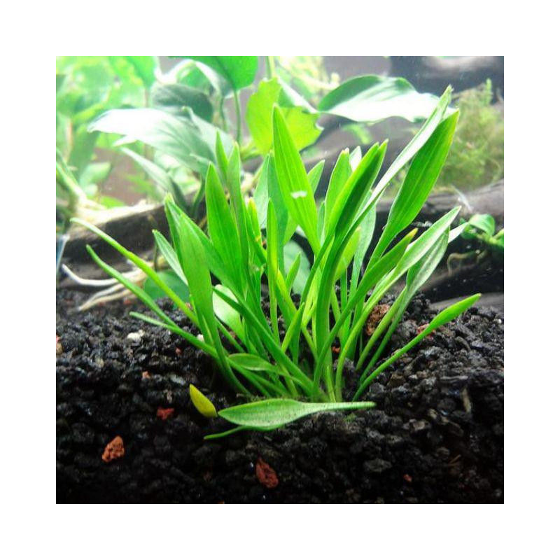 Cryptocoryne parva in vitro