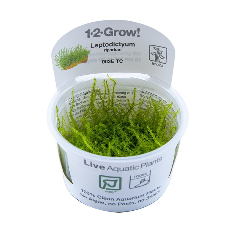 Leptodictyum riparium - Stringy Moss