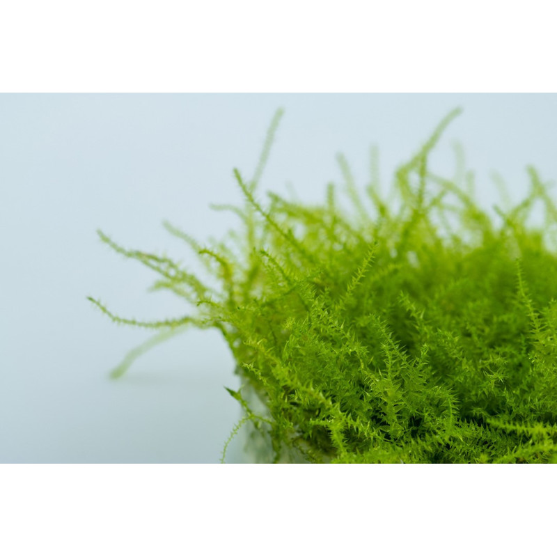 Leptodictyum riparium - Stringy Moss Leptodictyum riparium - Stringy Moss