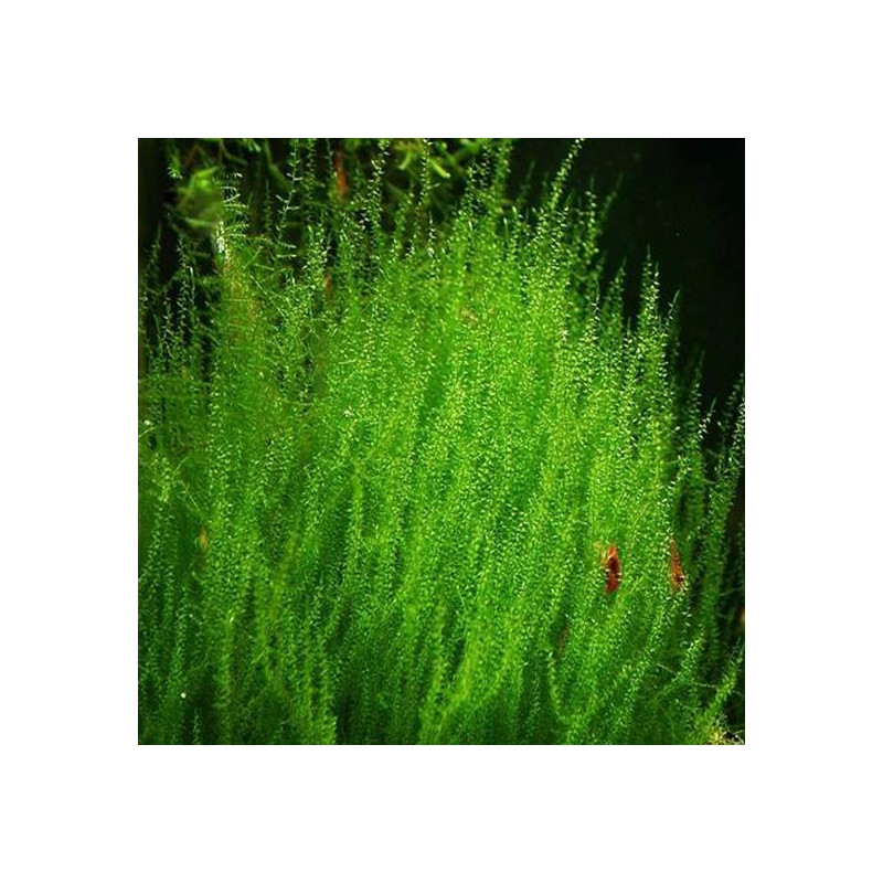 Leptodictyum riparium - Stringy Moss