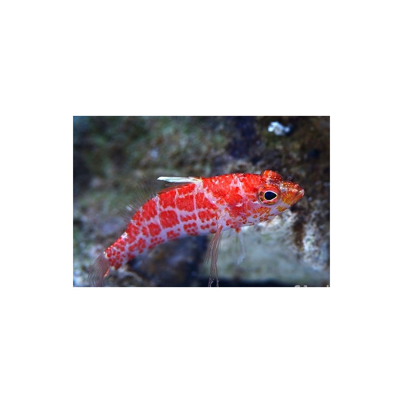 Plectranthias inermis - Geometric Pygmy Hawkfish