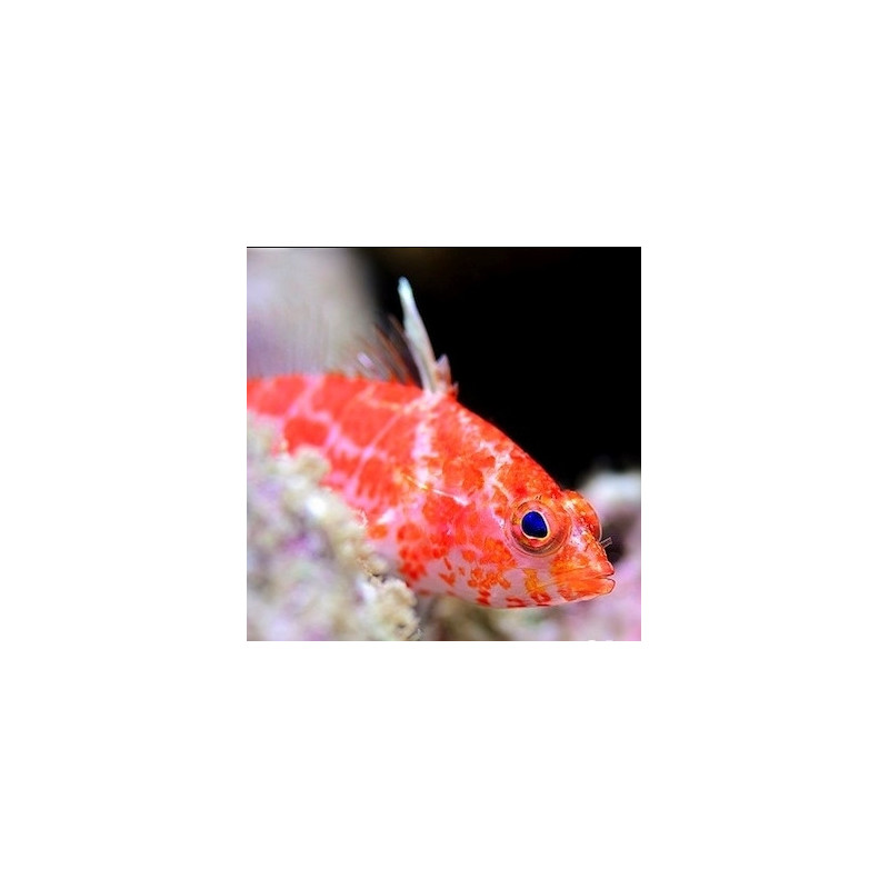 Plectranthias inermis - Geometric Pygmy Hawkfish