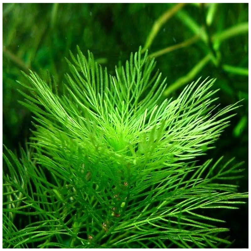 Myriophylum mattogrossense Myriophylum mattogrossense